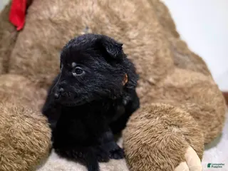 German Shepherd dogs Orange collar boy - Ad 30