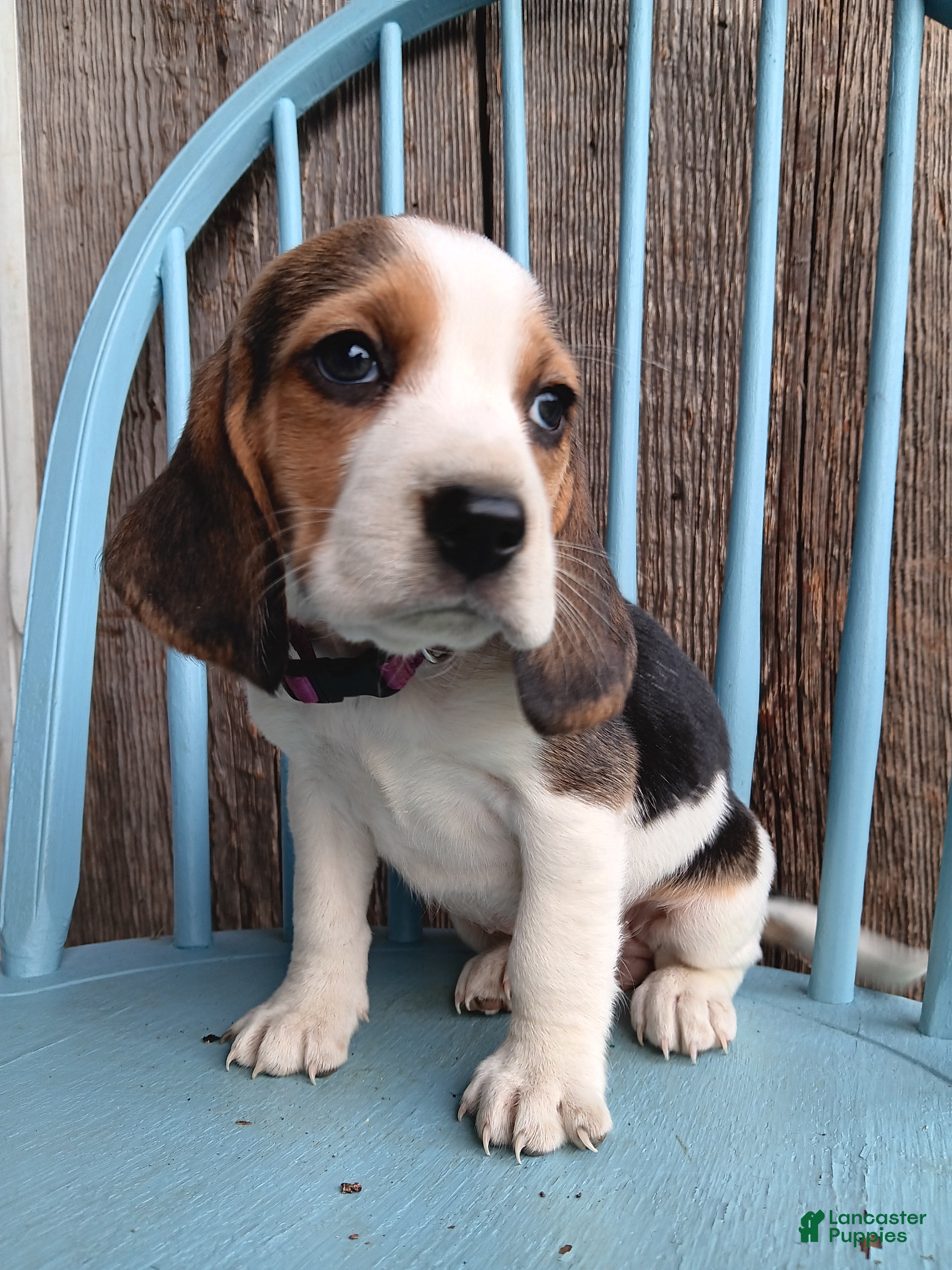 Beagle dogs Reisin - Ad 13