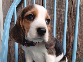 Beagle dogs Reisin - Ad 22