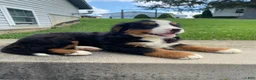 Bernese Mountain Dog dogs for sale: Rusty - Ad 5