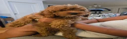 Cavapoo dogs for sale: Cavapoo Puppy 1 - Ad 1