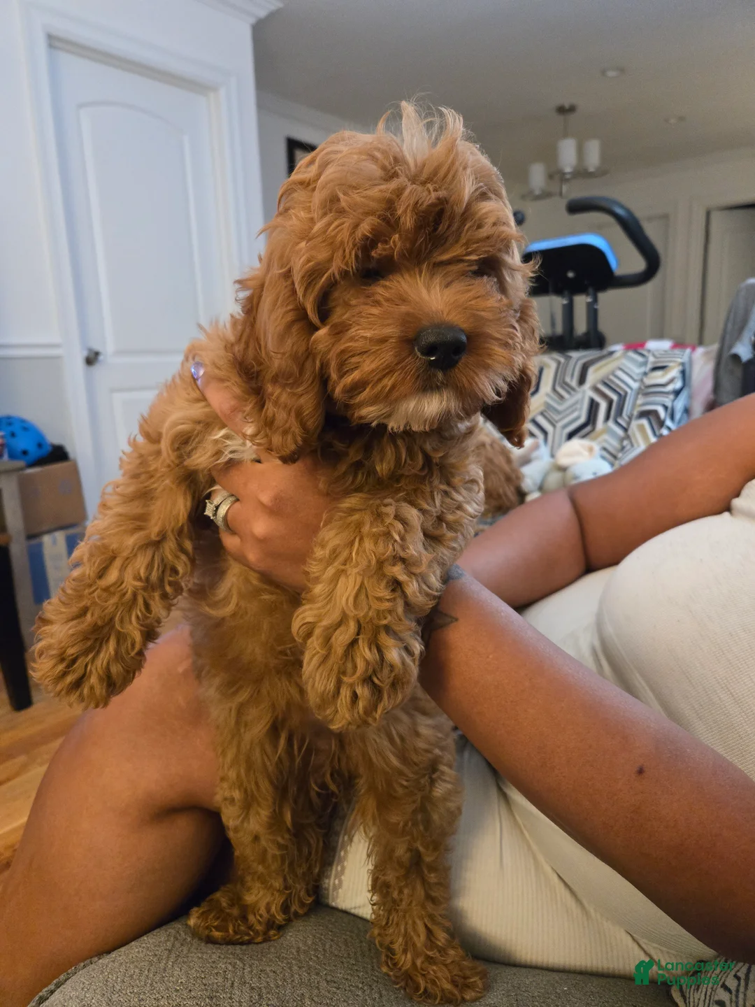 Cavapoo dogs for sale: Cavapoo Puppy 1 - Ad 1