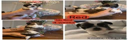 Shih Tzu dogs for sale: Red - Ad 2