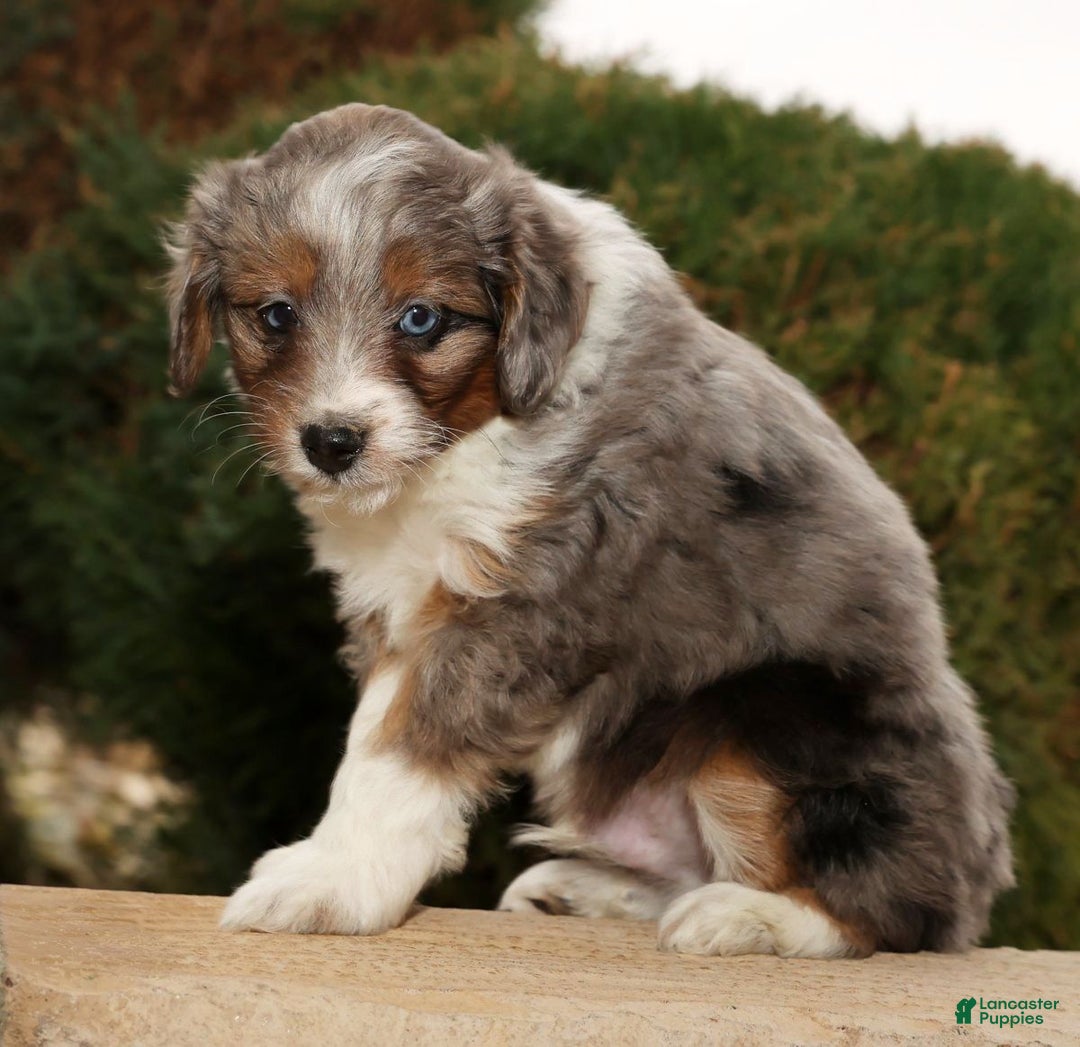 Mini Aussiedoodle dogs for sale: Will - Ad 6