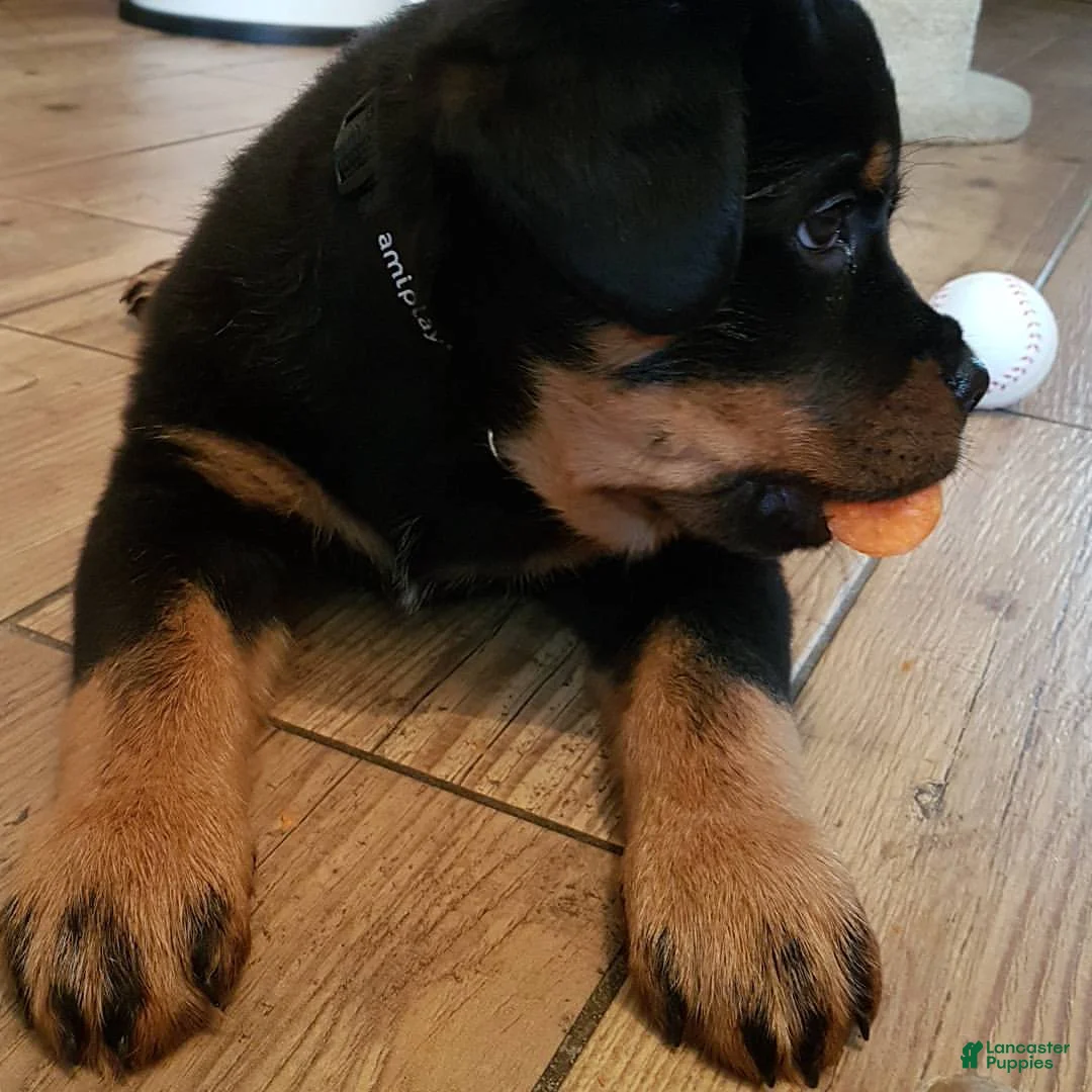 Rottweiler dogs for sale: Sydney - Ad 5