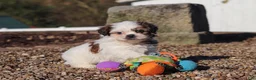 Shih Tzu dogs for sale: James - Ad 7