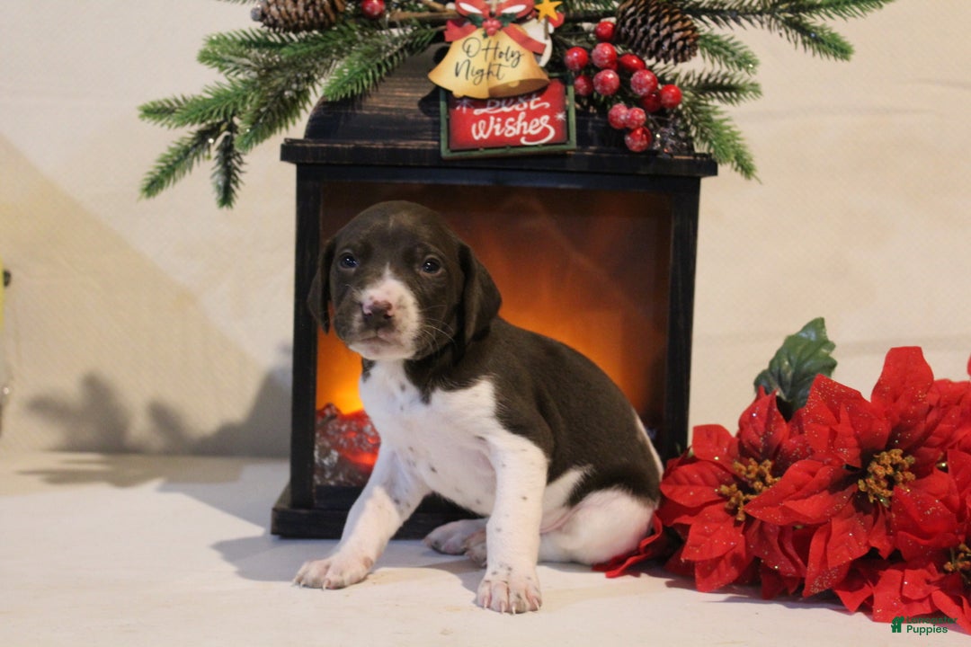 German Shorthaired Pointer dogs for sale: Blitzen - Ad 3