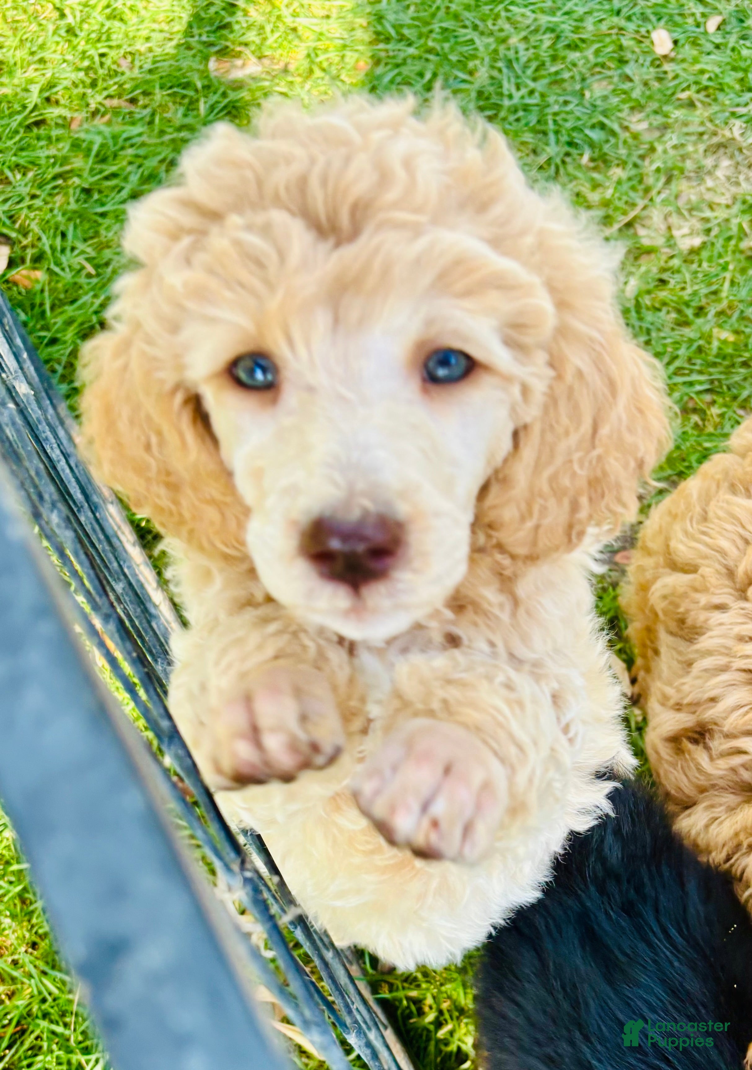 Standard Poodle dogs Standard Poodle 7 Apricot - Ad 1