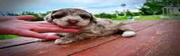 Havapoo dogs for sale: Star - Ad 13