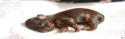 Mixed Breed dogs for sale: Chip - Ad 5