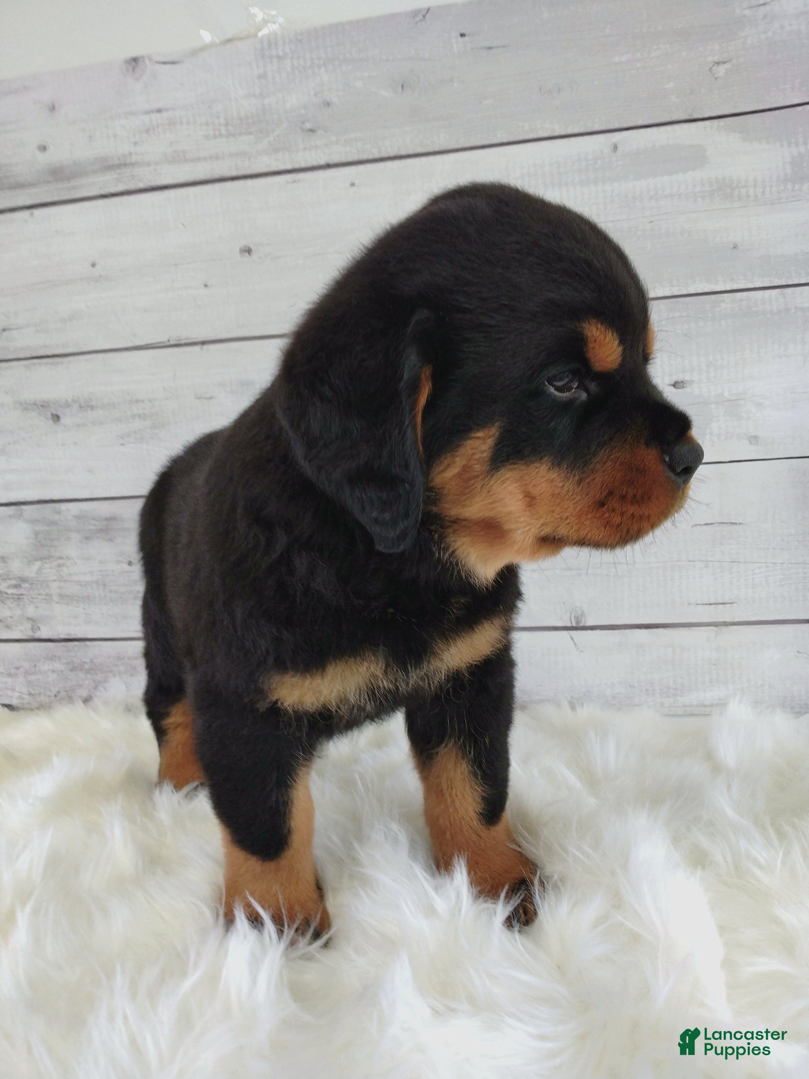 Rottweiler dogs Rosco - Ad 2