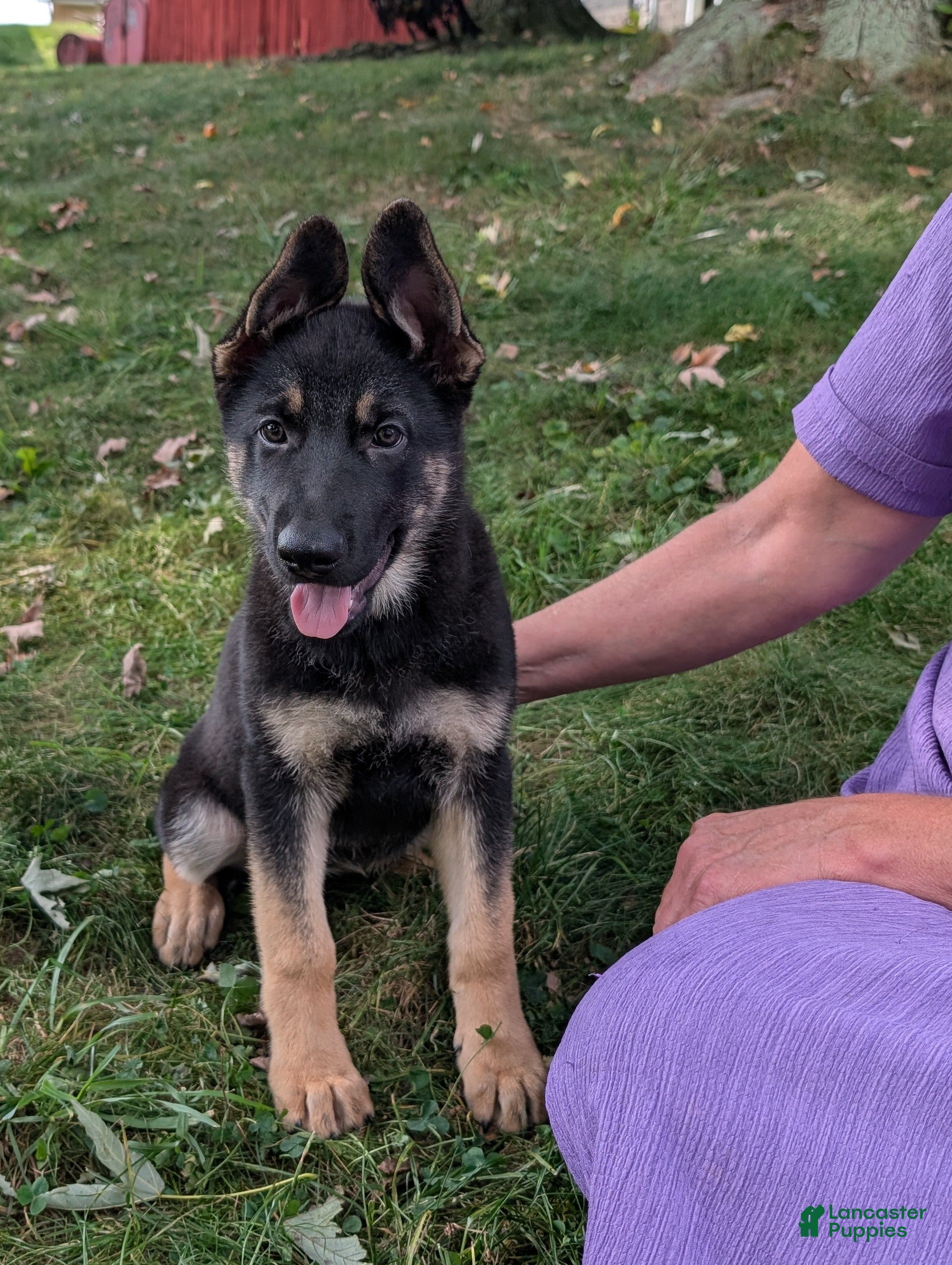 German Shepherd dogs Sky  - Ad 1