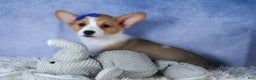 Welsh Corgi Pembroke dogs for sale: Larry - Ad 4