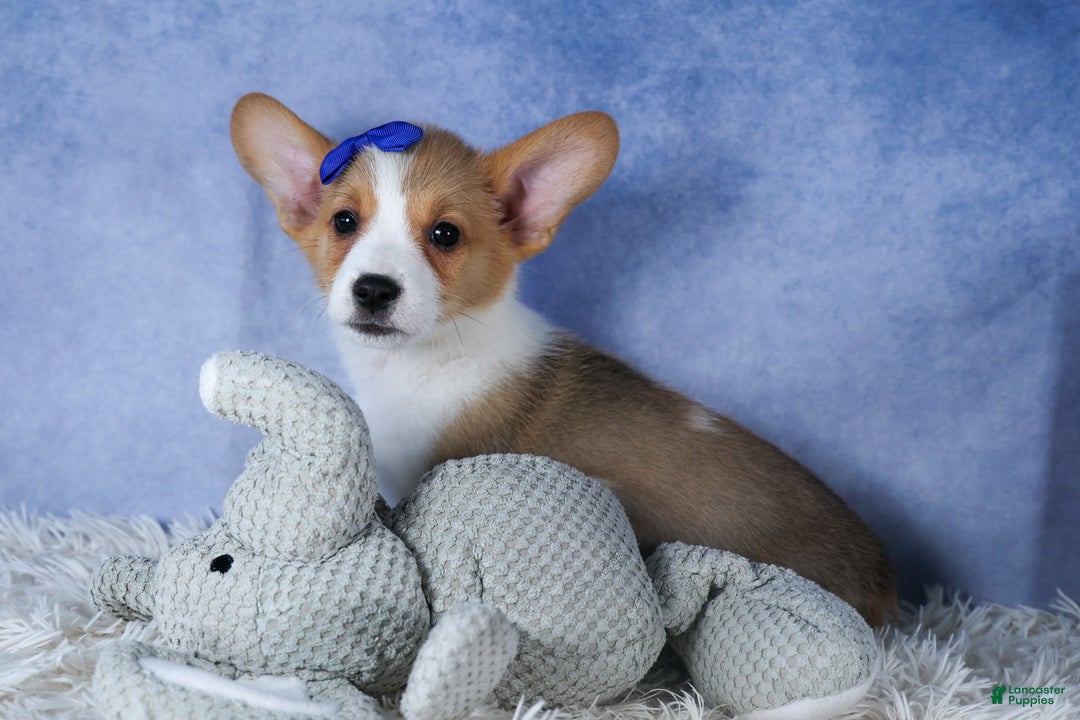Welsh Corgi Pembroke dogs for sale: Larry - Ad 4