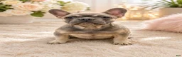 French Bulldog dogs for sale: Teddy - Ad 2