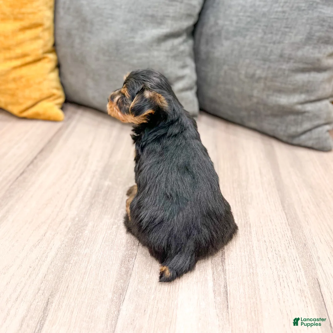 Yorkshire Terrier dogs for sale: Zeke - Ad 5