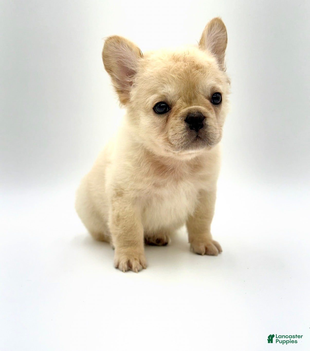 French Bulldog dogs French Bulldog Puppy 1 - Ad 2