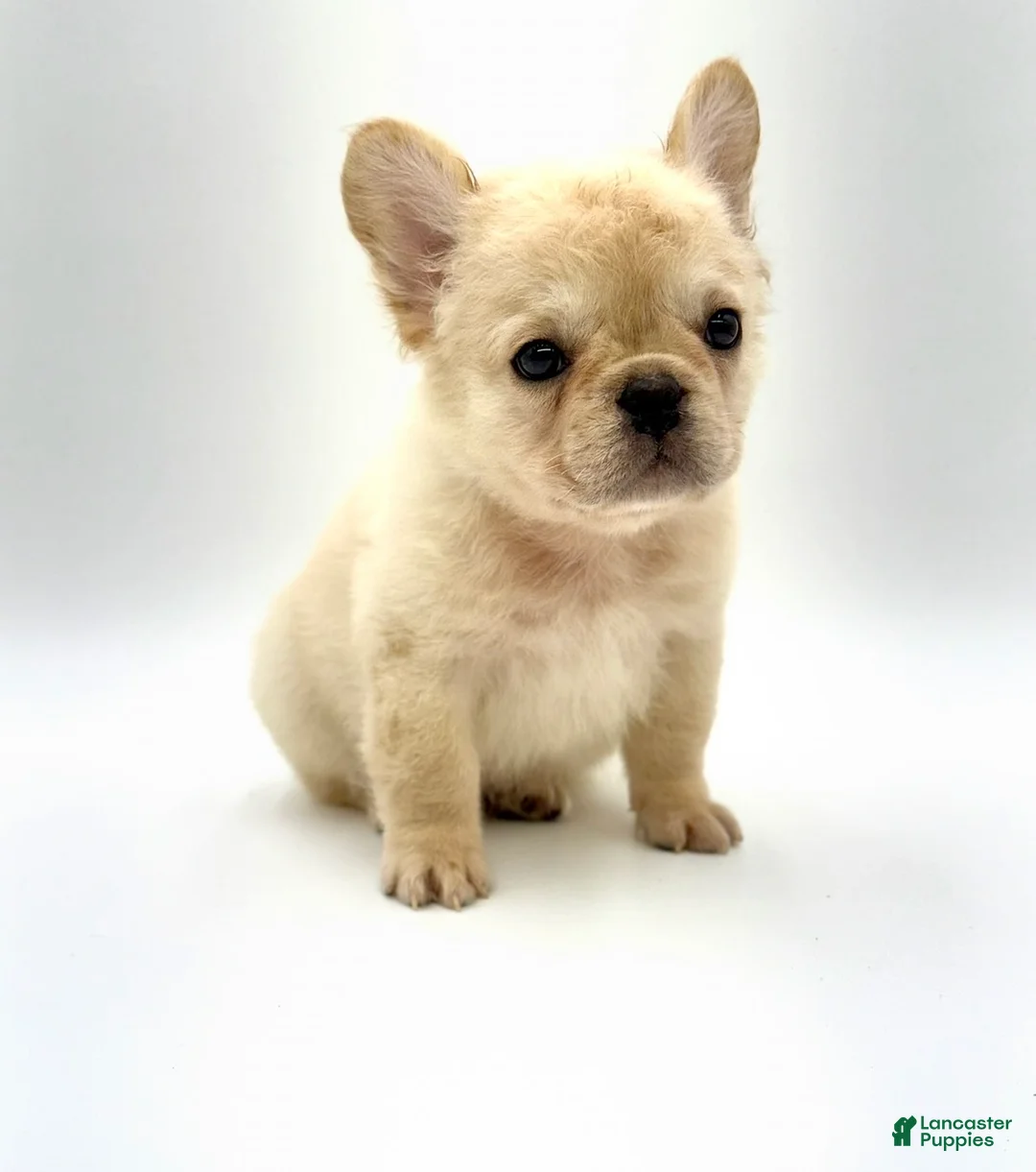 French Bulldog dogs for sale: French Bulldog Puppy 1 - Ad 2