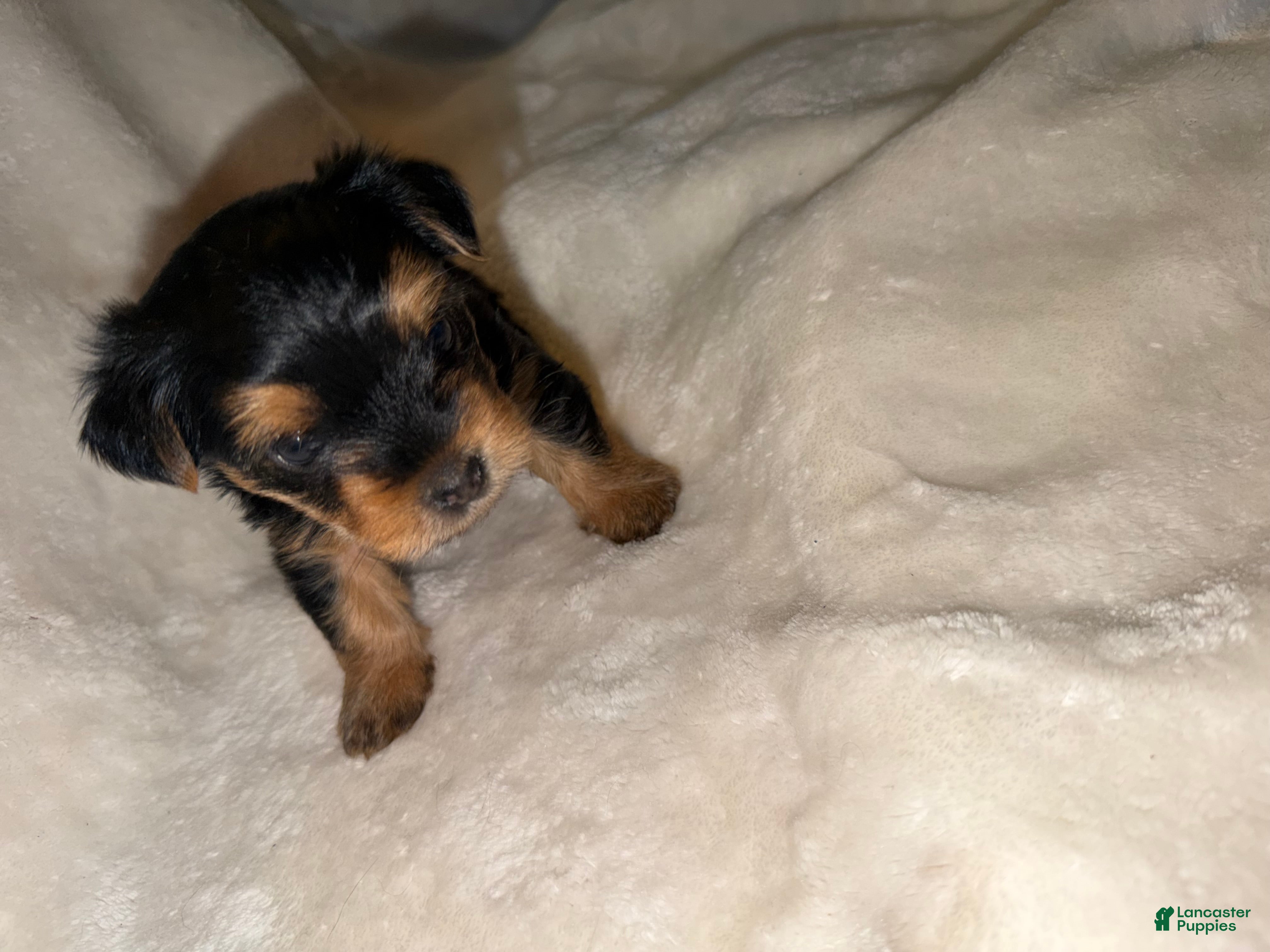 Yorkshire Terrier dogs Yorkshire Terrier Puppy 3 - Ad 2