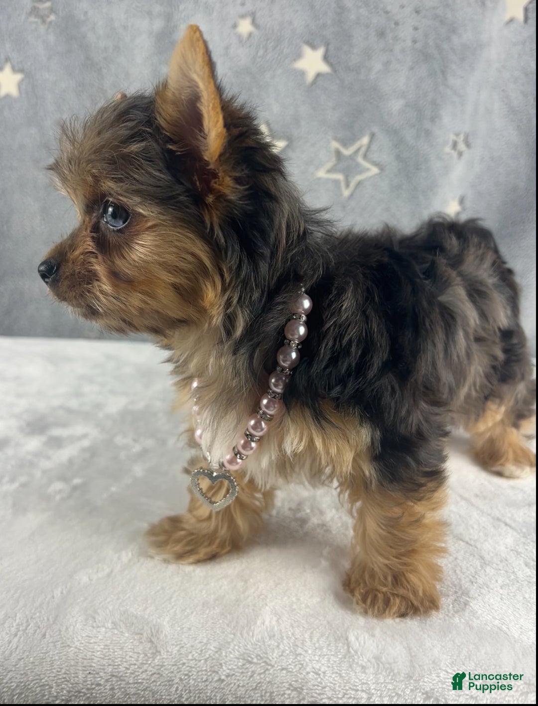 Yorkshire Terrier dogs for sale: Poppy - Ad 5