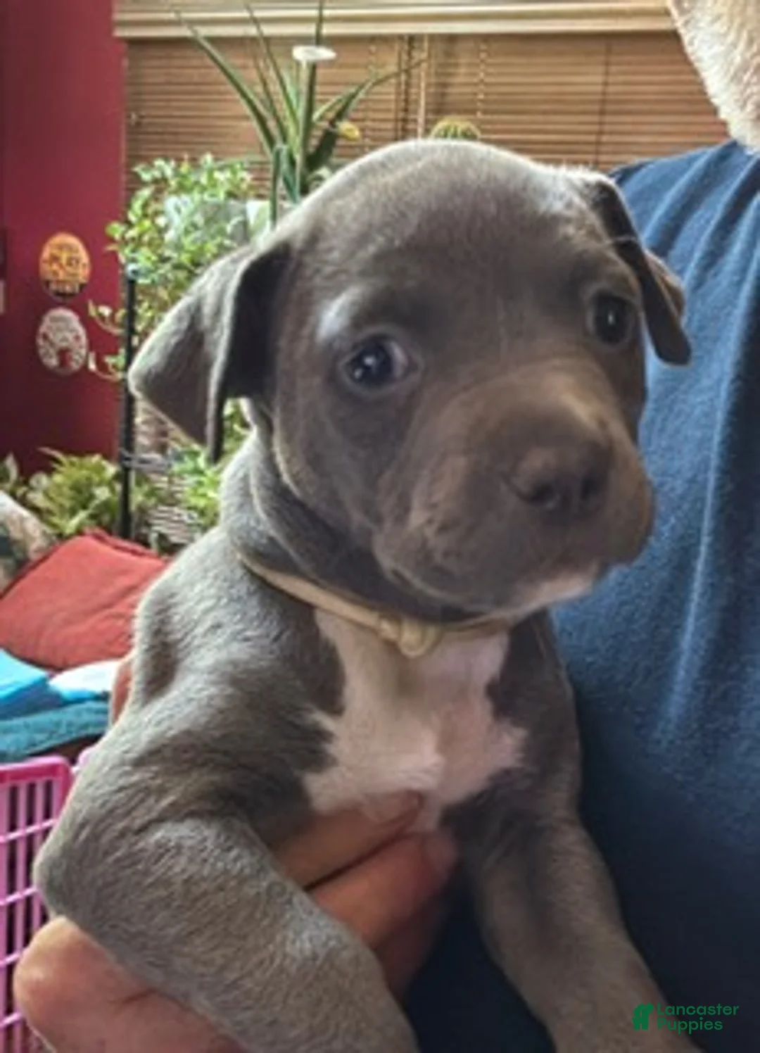 American Pit Bull Terrier dogs for sale: Sage - Ad 9