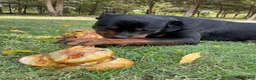 Rottweiler dogs for sale: Rottweiler 2 - Ad 5