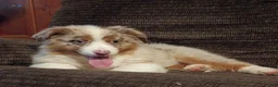 Australian Shepherd dogs for sale: Daisy - Ad 3