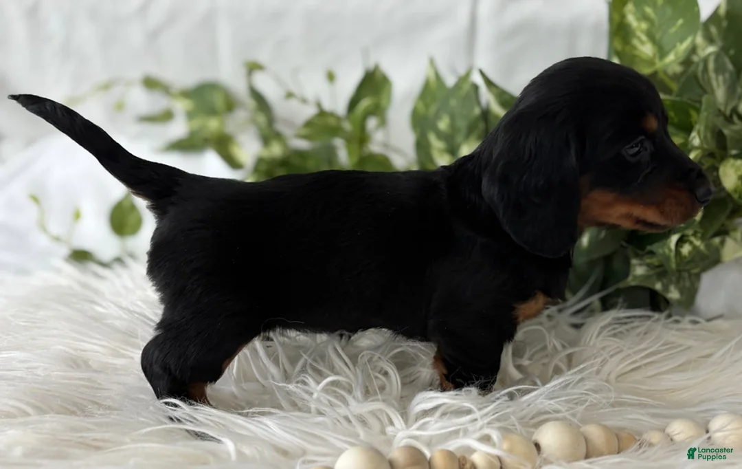 Miniature Dachshund dogs for sale: Sugar Gal - Ad 16