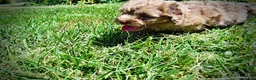 Havapoo dogs for sale: Innocent - Ad 21