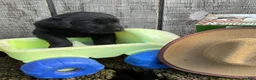 Labrador Retriever dogs for sale: Labrador Retriever 2 - Ad 1