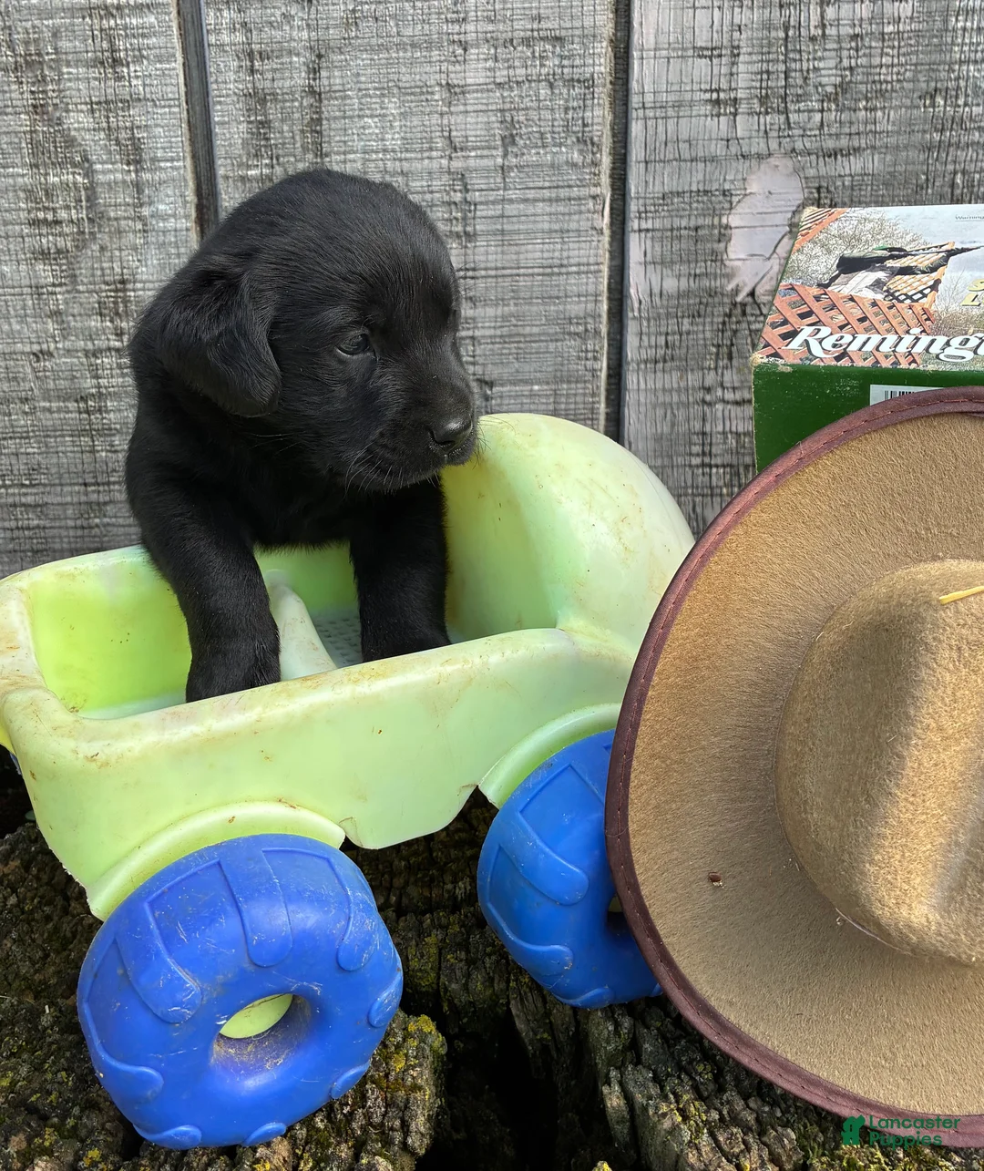 Labrador Retriever dogs for sale: Labrador Retriever 2 - Ad 1