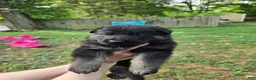 German Shepherd dogs for sale: German Shepherd 3 - Ad 3