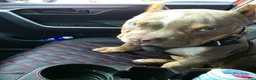 American Bully dogs for sale: American Bully - Ad 8