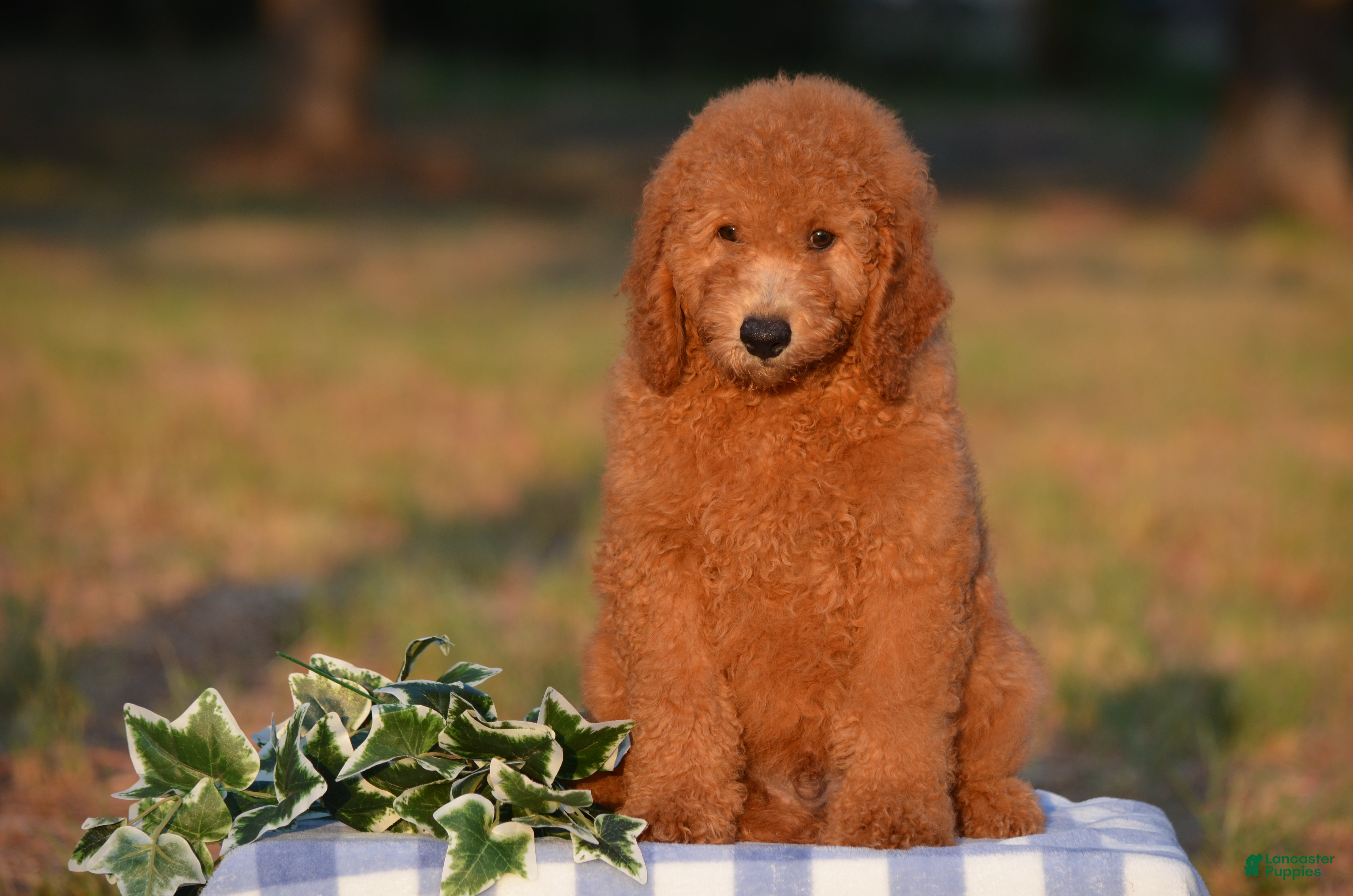 Mini Goldendoodle dogs Andy  - Ad 1