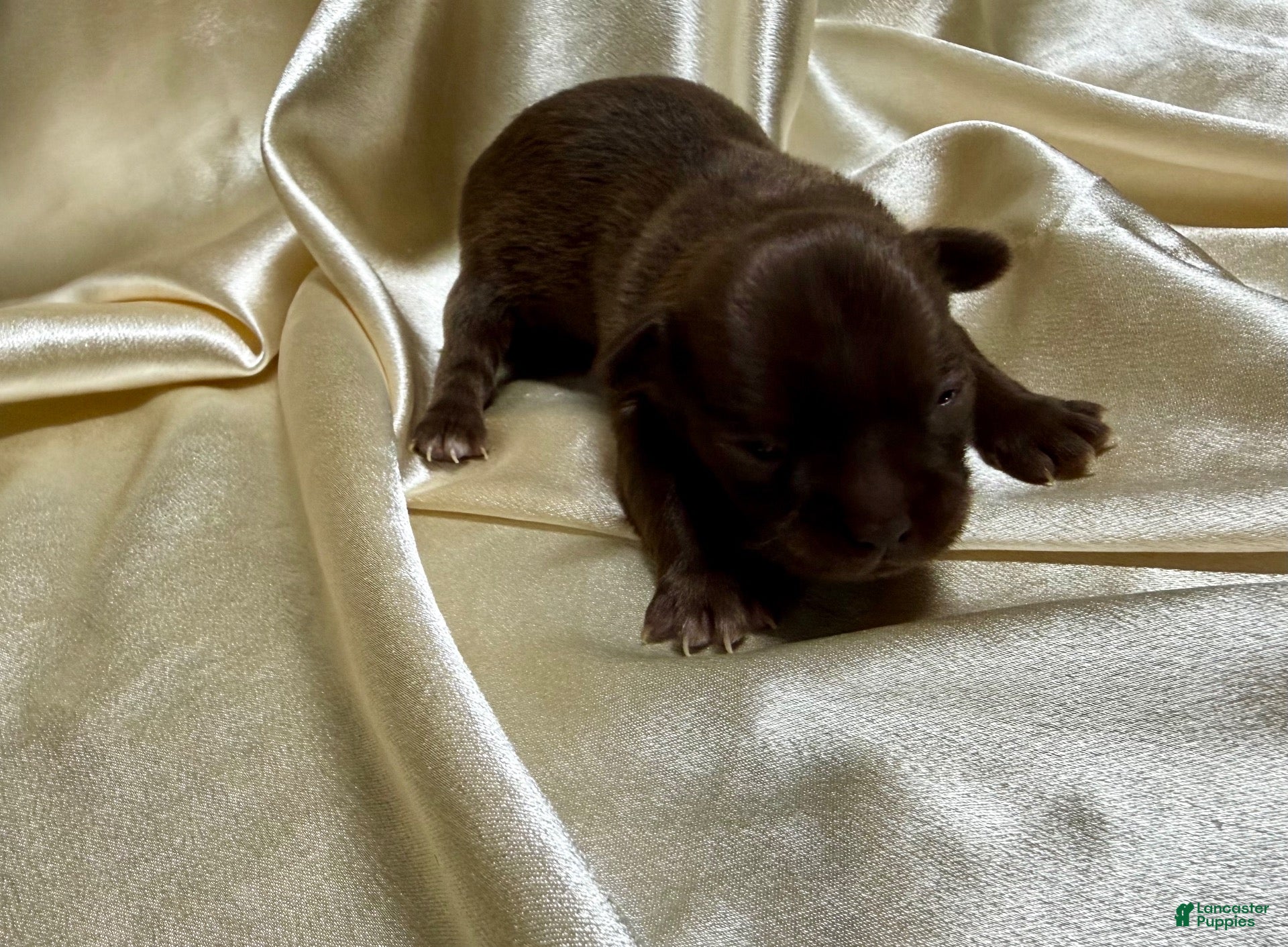 Chihuahua dogs for sale: Brown female  - Ad 31