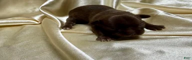 Brown female 
