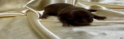 Chihuahua dogs for sale: Brown female  - Ad 1