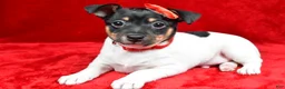 Toy Fox Terrier dogs for sale: Nemo - Ad 5