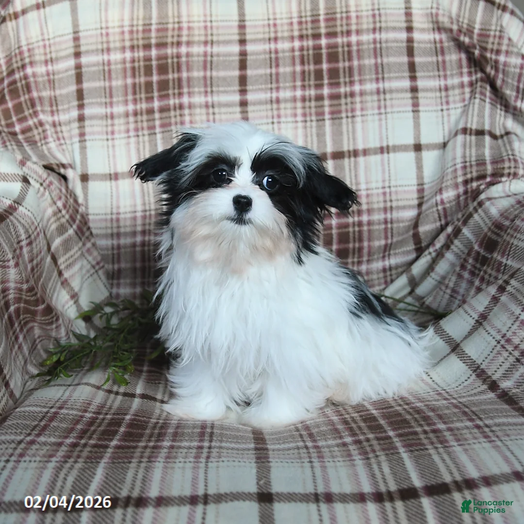 Malshi dogs for sale: Ivy - Ad 1