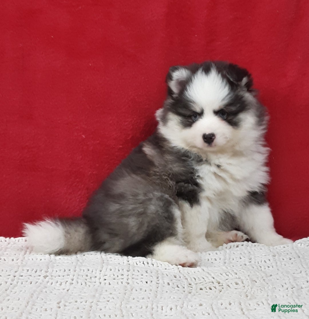 Pomsky dogs for sale: Tucker  - Ad 1