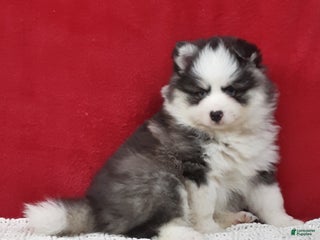 Pomsky dogs Tucker - Ad 1