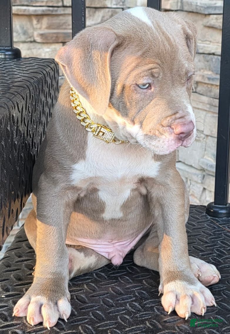 American Pit Bull Terrier dogs Khan - Ad 2
