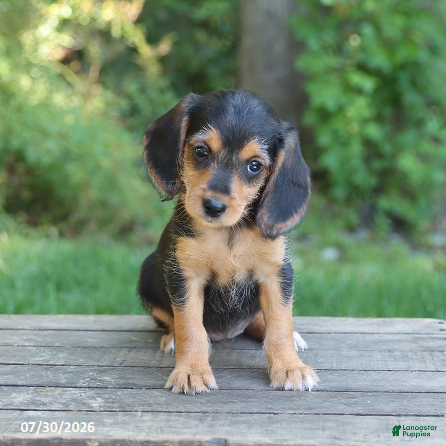 Mixed Breed dogs Willow - Ad 1