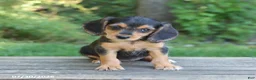 Mixed Breed dogs for sale: Willow - Ad 1