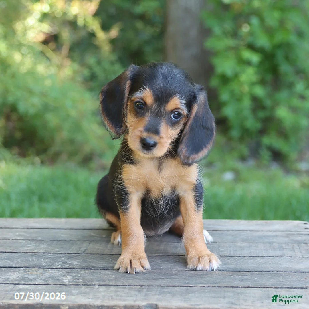 Mixed Breed dogs for sale: Willow - Ad 1