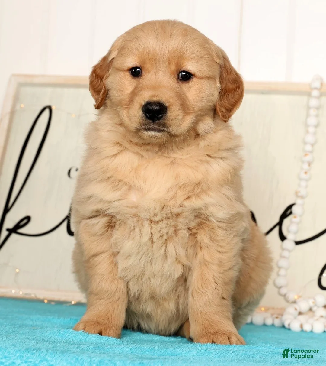 Golden Retriever dogs for sale: Rusty - Ad 2