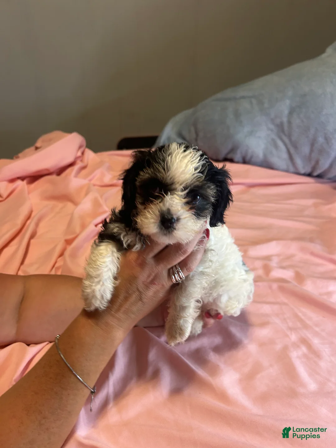Teddy Bear dogs for sale: Lucy - Ad 7