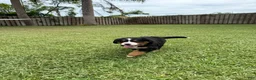 Bernese Mountain Dog dogs for sale: Bernese Mountain Dog 6 - Ad 3