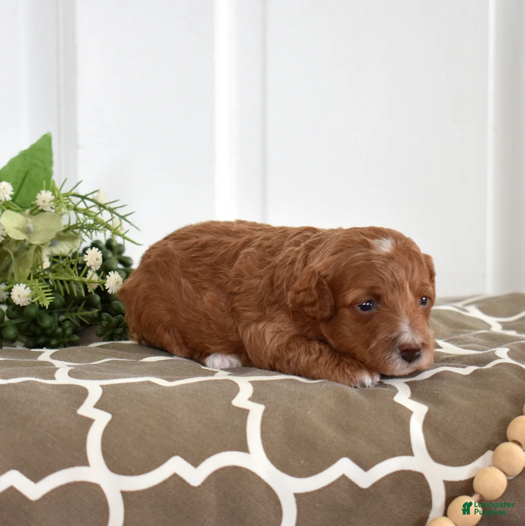Toy Poodle dogs for sale: Petunia  - Ad 2