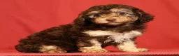 Miniature Poodle dogs for sale: Chrissy - Ad 3